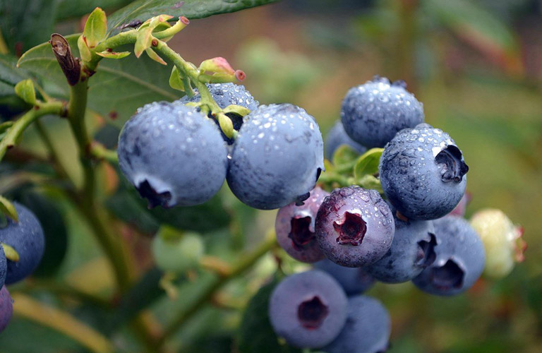 Anthocyanin và các chất chống oxy hóa khác trong việt quất, giúp giảm viêm, bảo vệ tế bào gan khỏi tổn thương và giảm mỡ trong gan