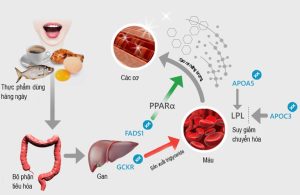 Triglycerides được hình thành từ glycerol và ba acid béo