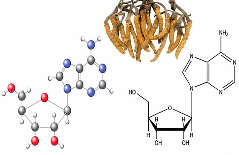 Cordycepin là chất có thể tăng cường sức khỏe và hỗ trợ trị bệnh rất tốt