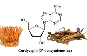 Hàm Lượng Cordycepin Trong Đông Trùng Hạ Thảo Đạt Bao Nhiêu?