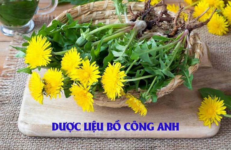 Bồ công anh