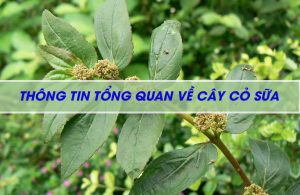 Cây cỏ sữa