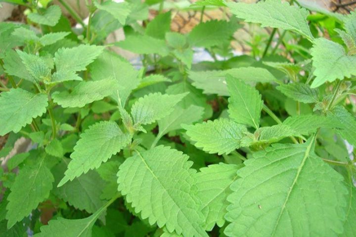 Tắm nước lá kinh giới làm giảm mẩn ngứa ở trẻ