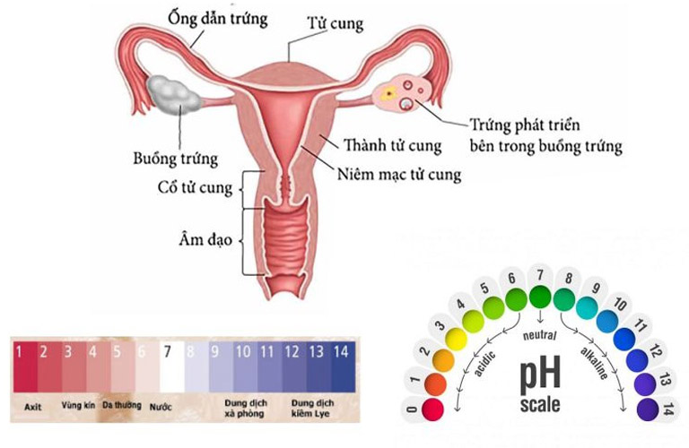 Xét nghiệm pH âm đạo