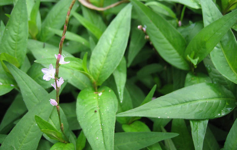 chữa chàm tổ đỉa tại nhà