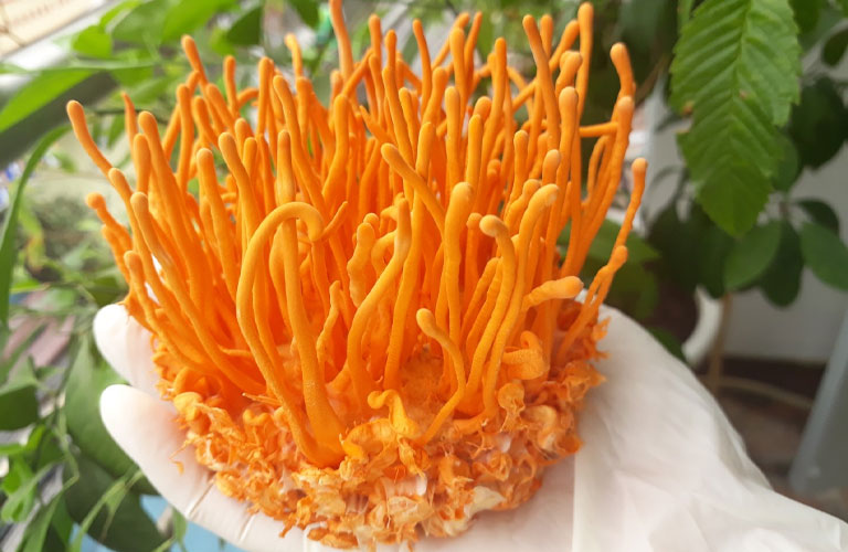 Chế biến đông trùng tươi cần đúng cách để đảm bảo đủ dưỡng chất