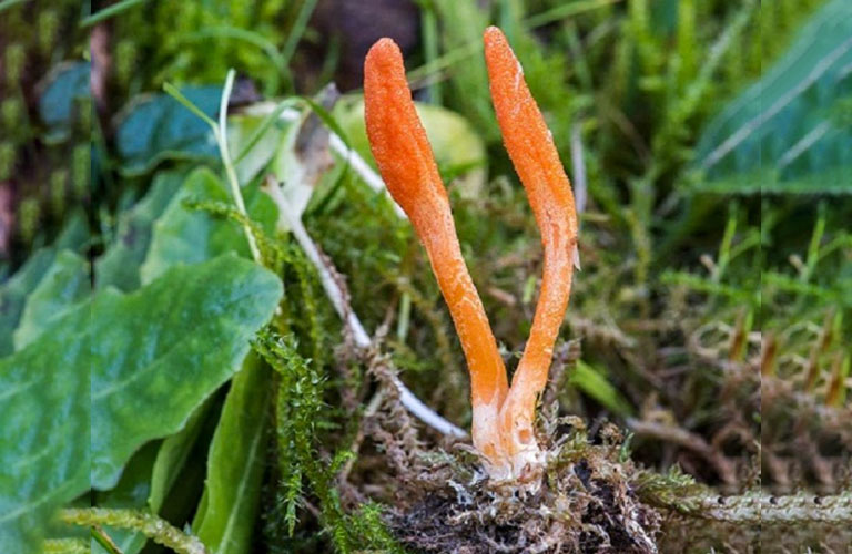 Sơ chế đông trùng nhằm loại bỏ bụi bẩn, đất cát