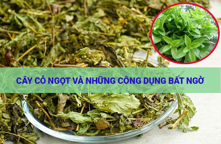 Cây cỏ ngọt