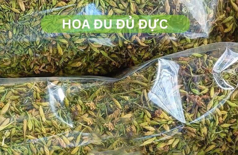 Bạn có thể dễ dàng tìm mua bông đu đủ đực ở chợ truyền thống, nhà thuốc Đông y...