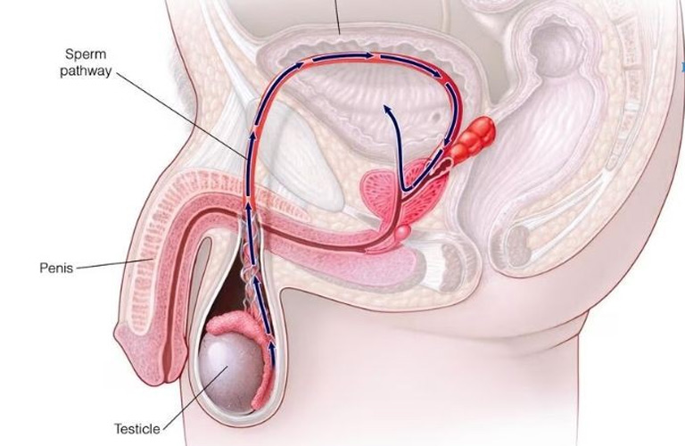 Xuất tinh ngược là một hiện tượng rối loạn chức năng tình dục ở nam giới