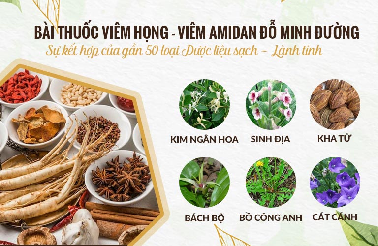 Thành phần bài thuốc Viêm Họng - Viêm Amidan Đỗ Minh