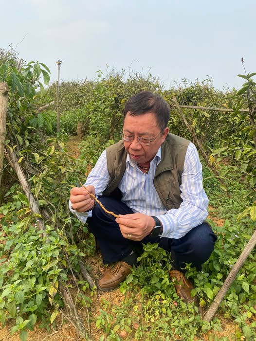 Cây Thuốc Việt – Tinh Hoa Ngàn Đời Giúp Trị Bệnh Từ Gốc, Chăm Sóc Sức Khỏe An Toàn